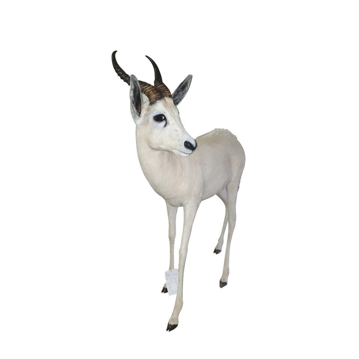 White Springbok Full Mount - Image 2