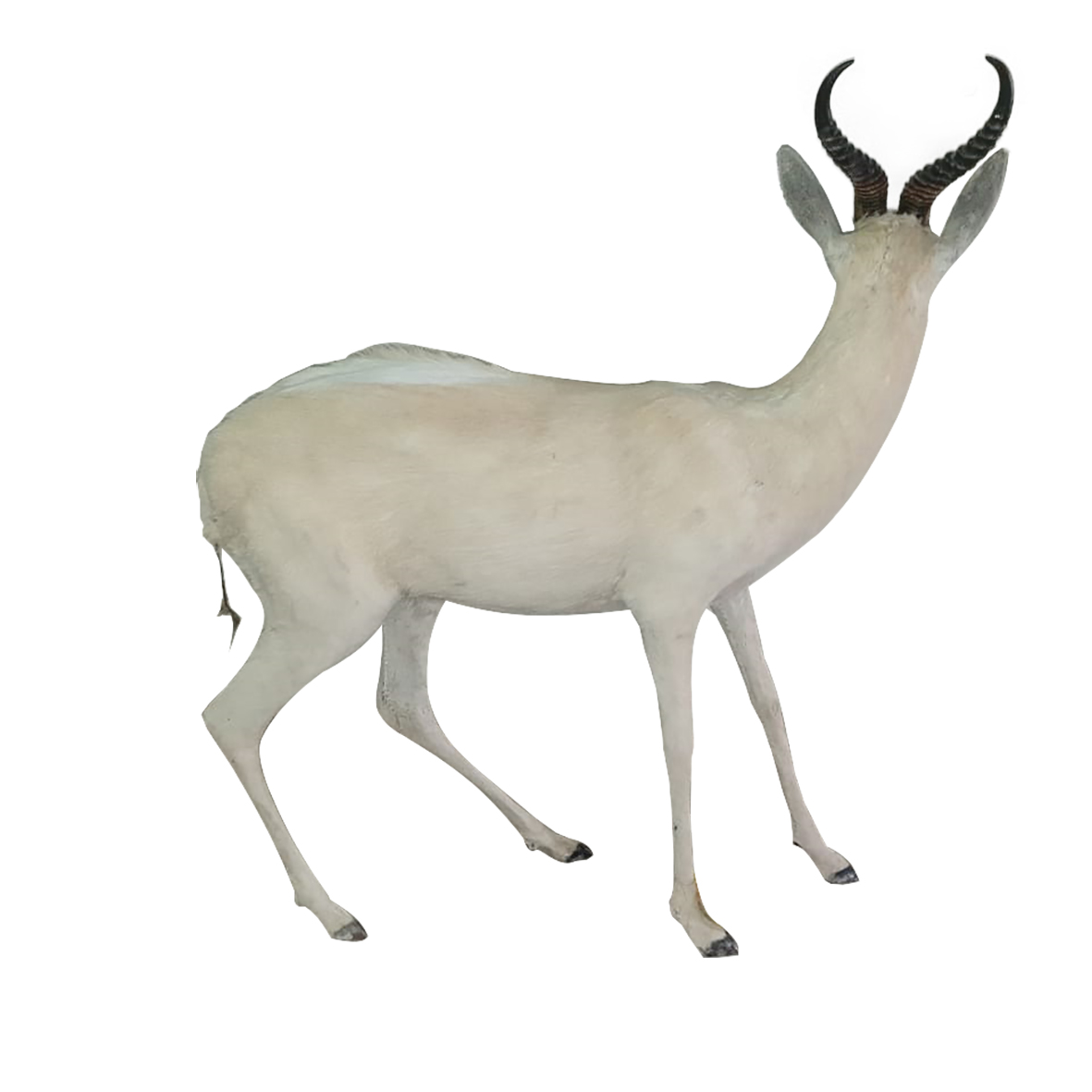 White Springbok Full Mount - Image 3