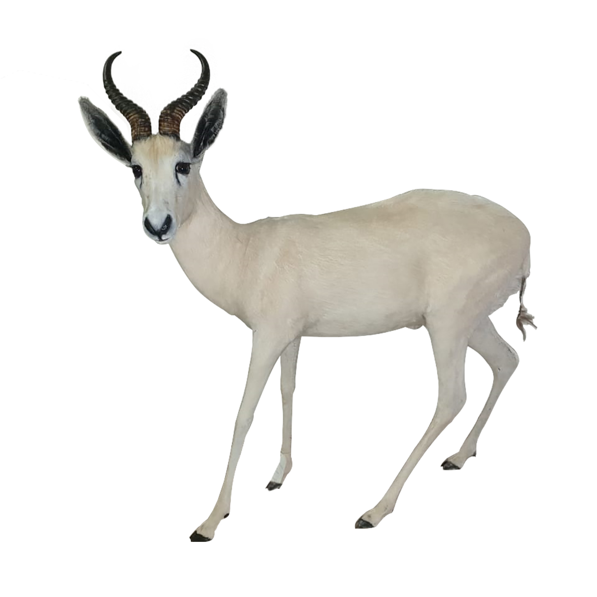 White Springbok Full Mount - Image 4