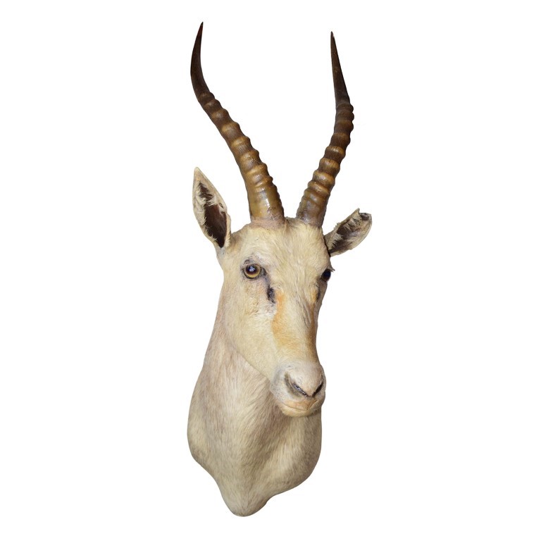 White Blesbok Shoulder Mount WBSM1 - Image 2