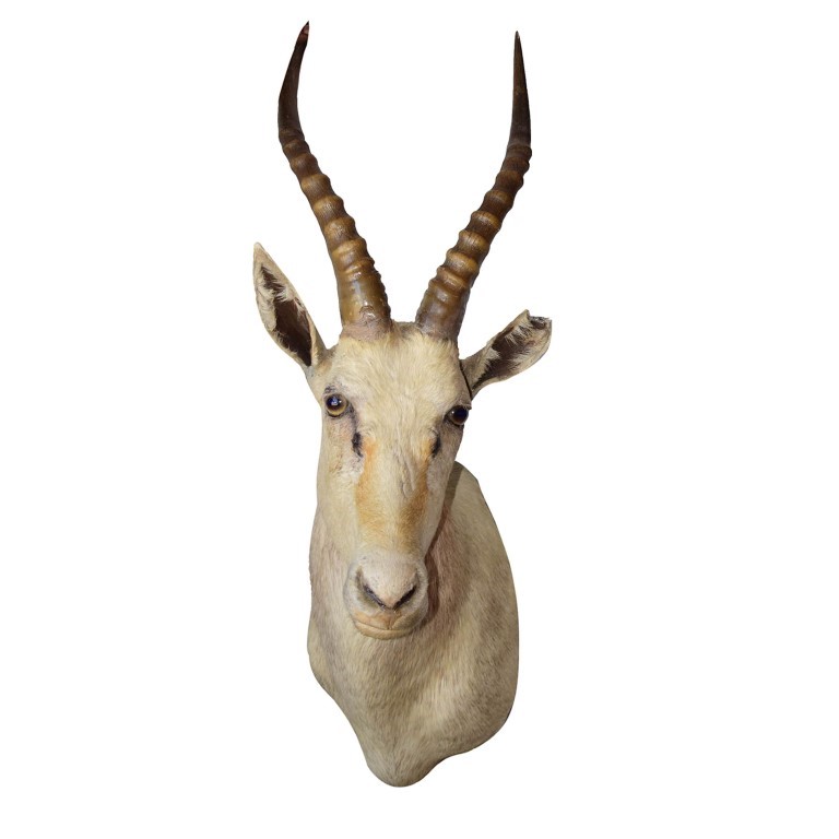 White Blesbok Shoulder Mount WBSM1 - Image 3