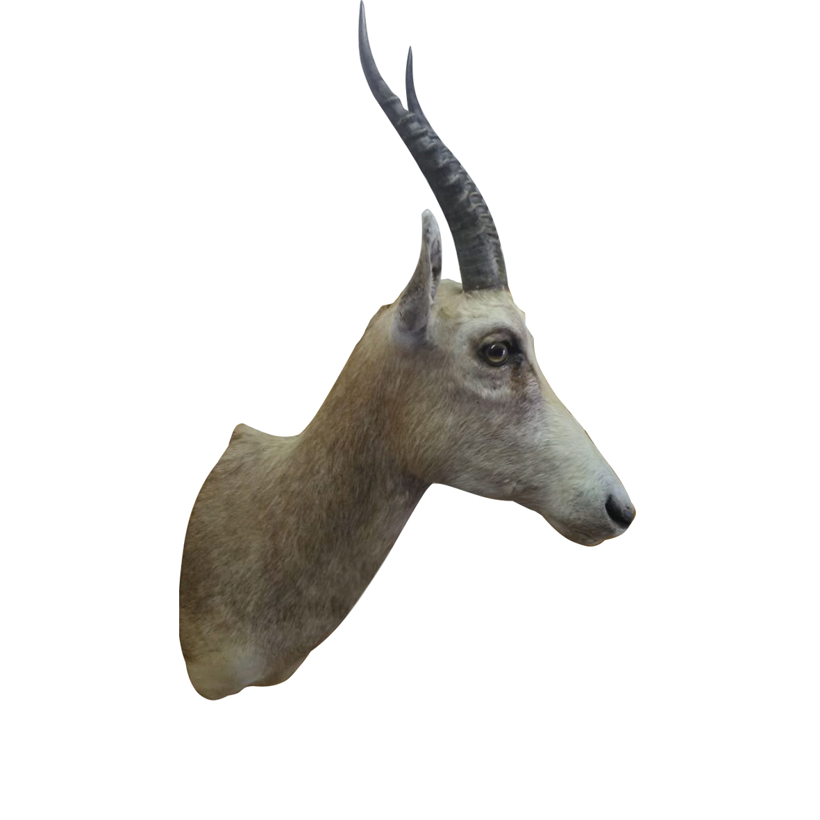 WHITE BLESBOK SHOULDER MOUNT WBSM1S - Image 3