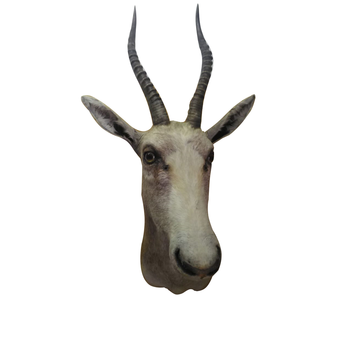 WHITE BLESBOK SHOULDER MOUNT WBSM1S