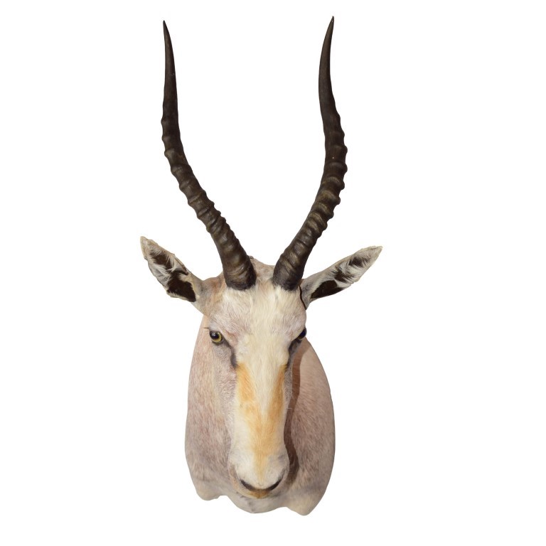 White Blesbok Shoulder Mount WBSM2 - Image 2