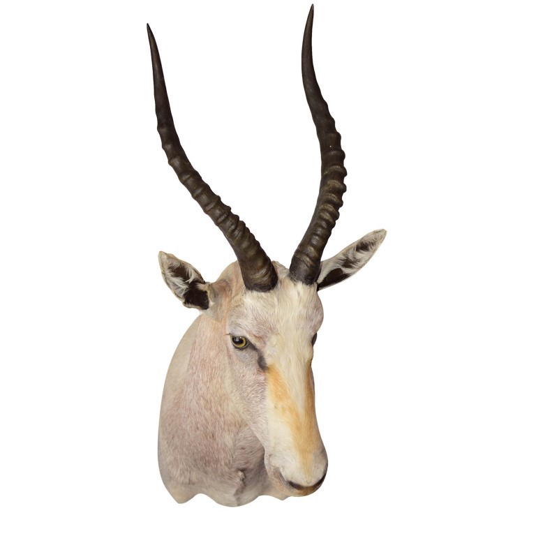 White Blesbok Shoulder Mount WBSM2 - Image 3