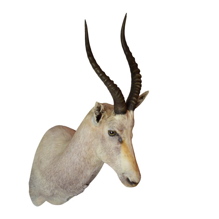 White Blesbok Shoulder Mount WBSM2 - Image 4