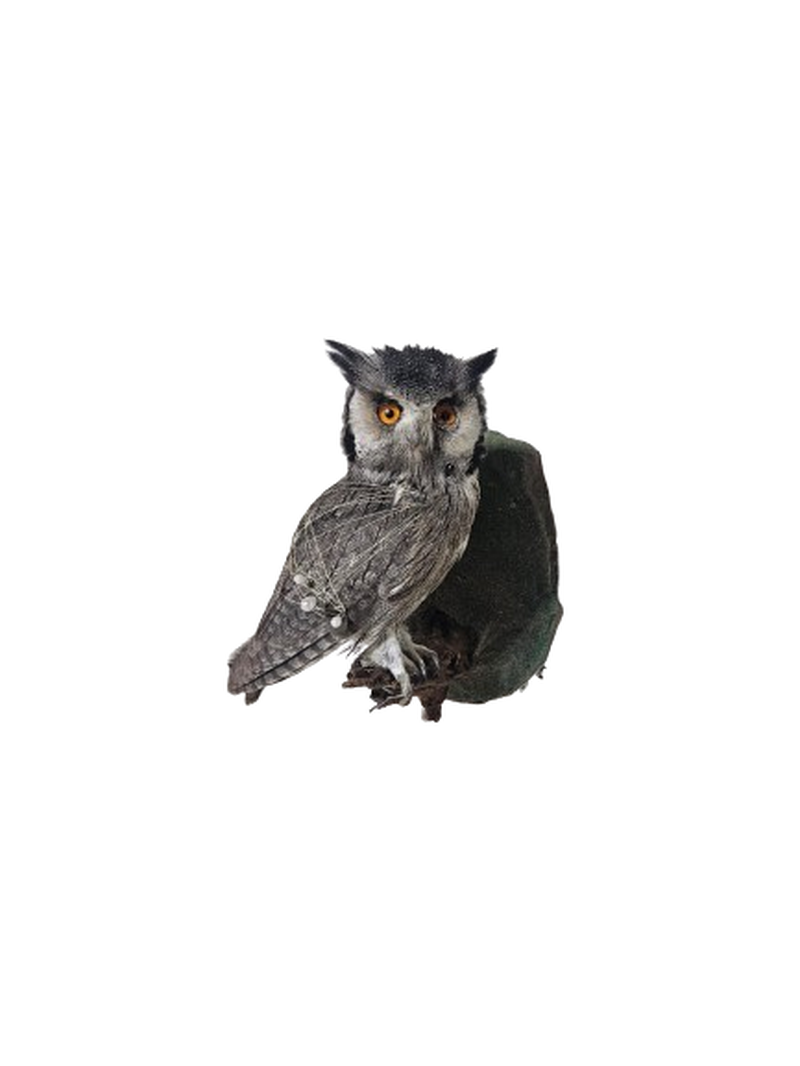 White Faced Owl