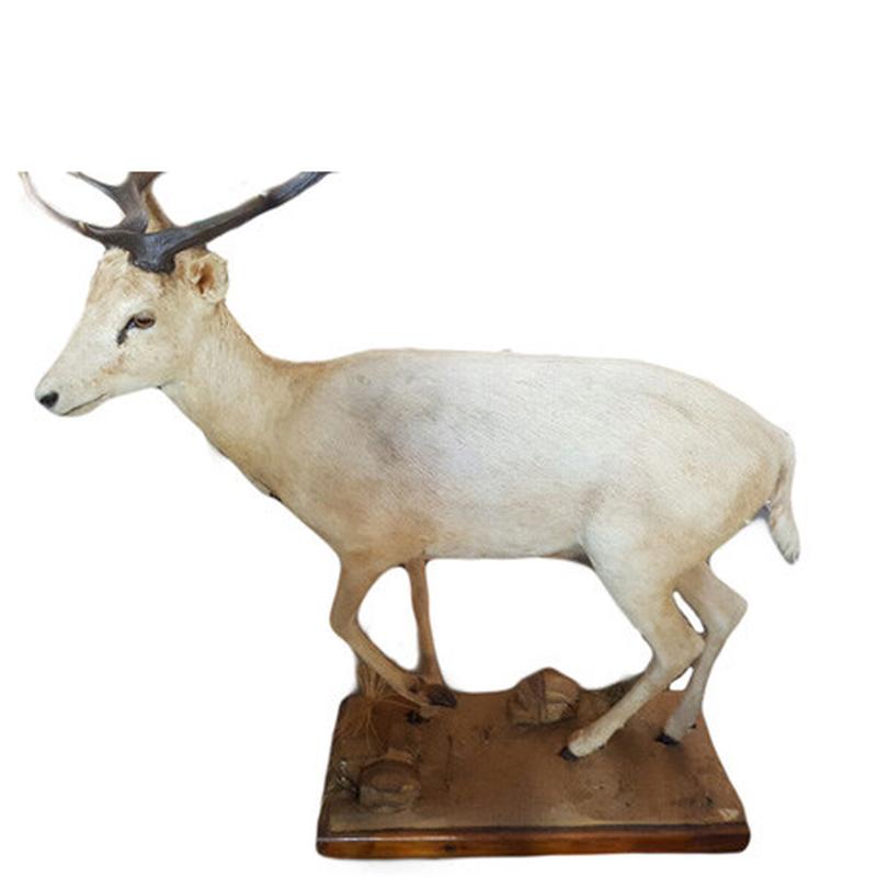 White Fellow Deer Full Mount WFD1 - Image 2
