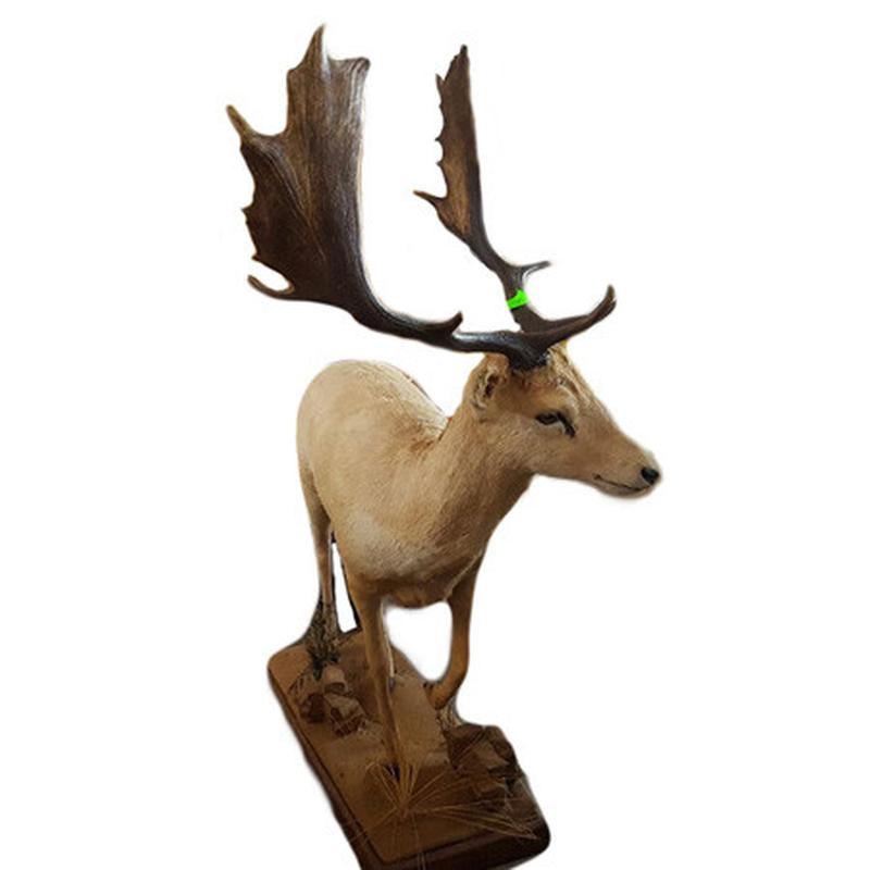 White Fellow Deer Full Mount WFD1 - Image 3