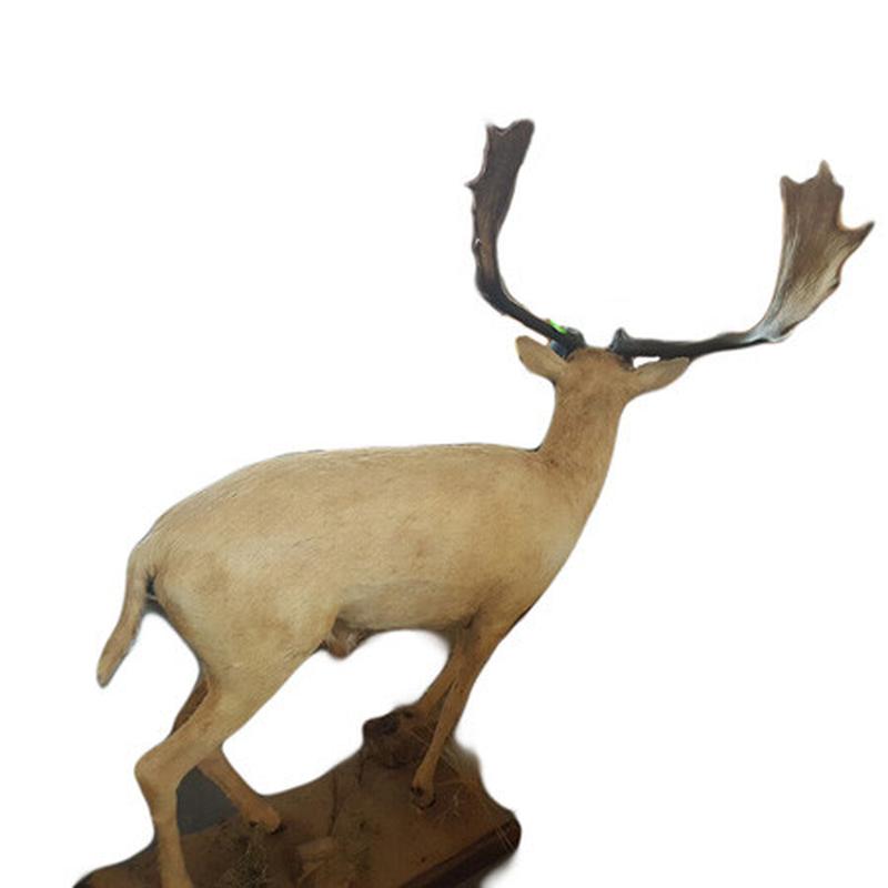 White Fellow Deer Full Mount WFD1 - Image 4