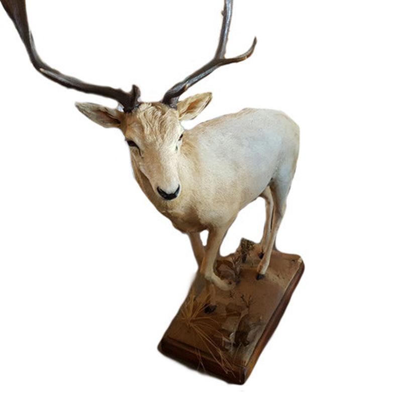 White Fellow Deer Full Mount WFD1