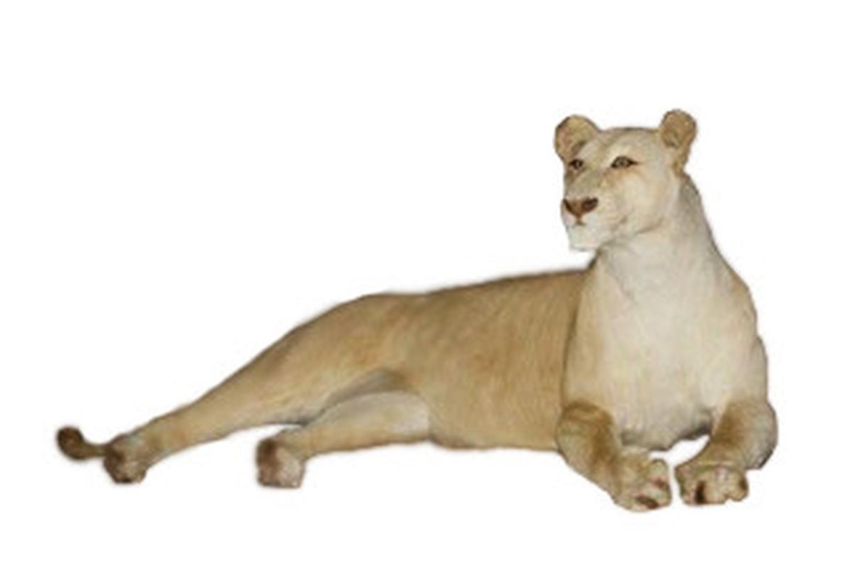 White Female Lioness Lying Down Full Mount - WFFM01 - Image 2
