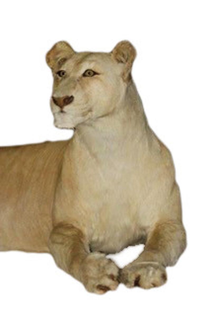 White Female Lioness Lying Down Full Mount - WFFM01 - Image 3