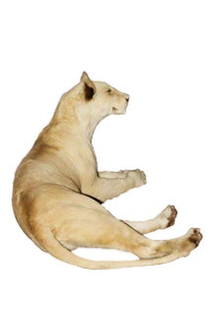 White Female Lioness Lying Down Full Mount - WFFM01 - Image 4