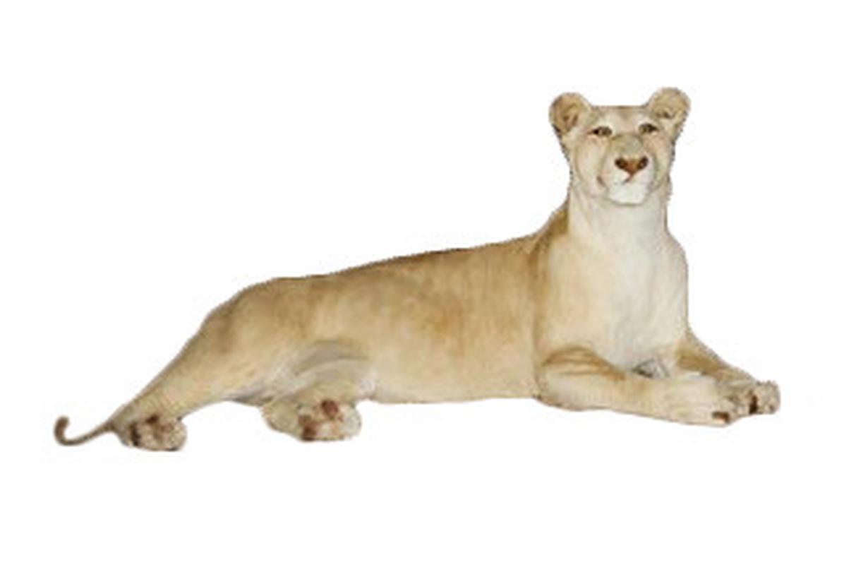 White Female Lioness Lying Down Full Mount - WFFM01 - Image 5
