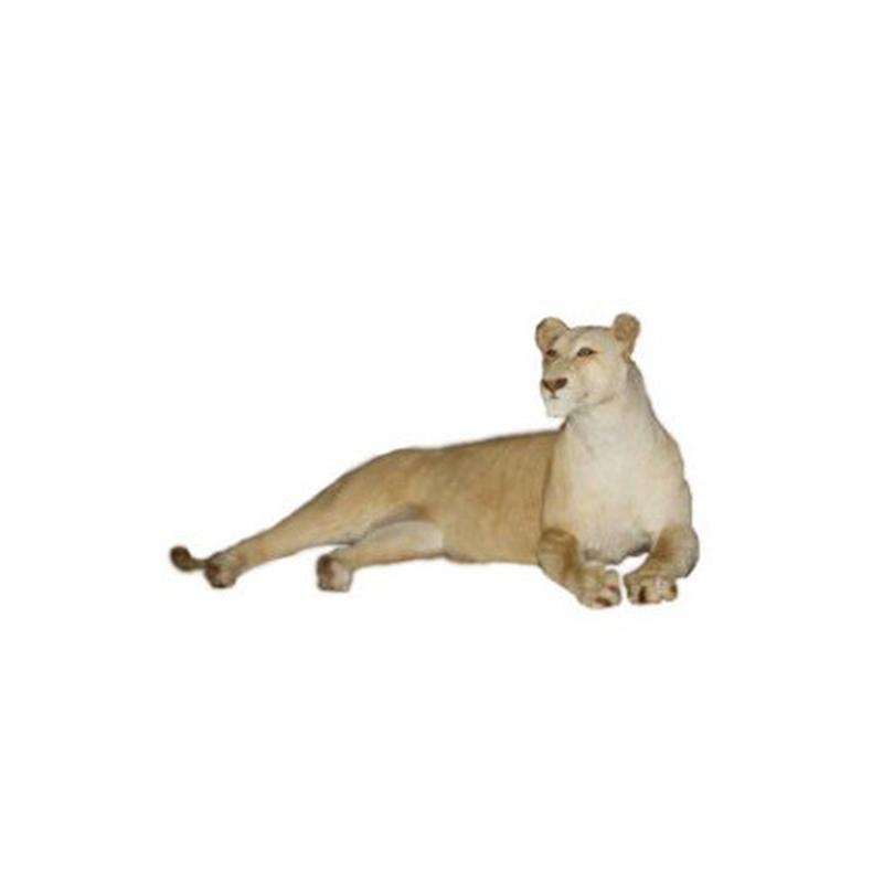 White Female Lioness Lying Down Full Mount - WFFM01