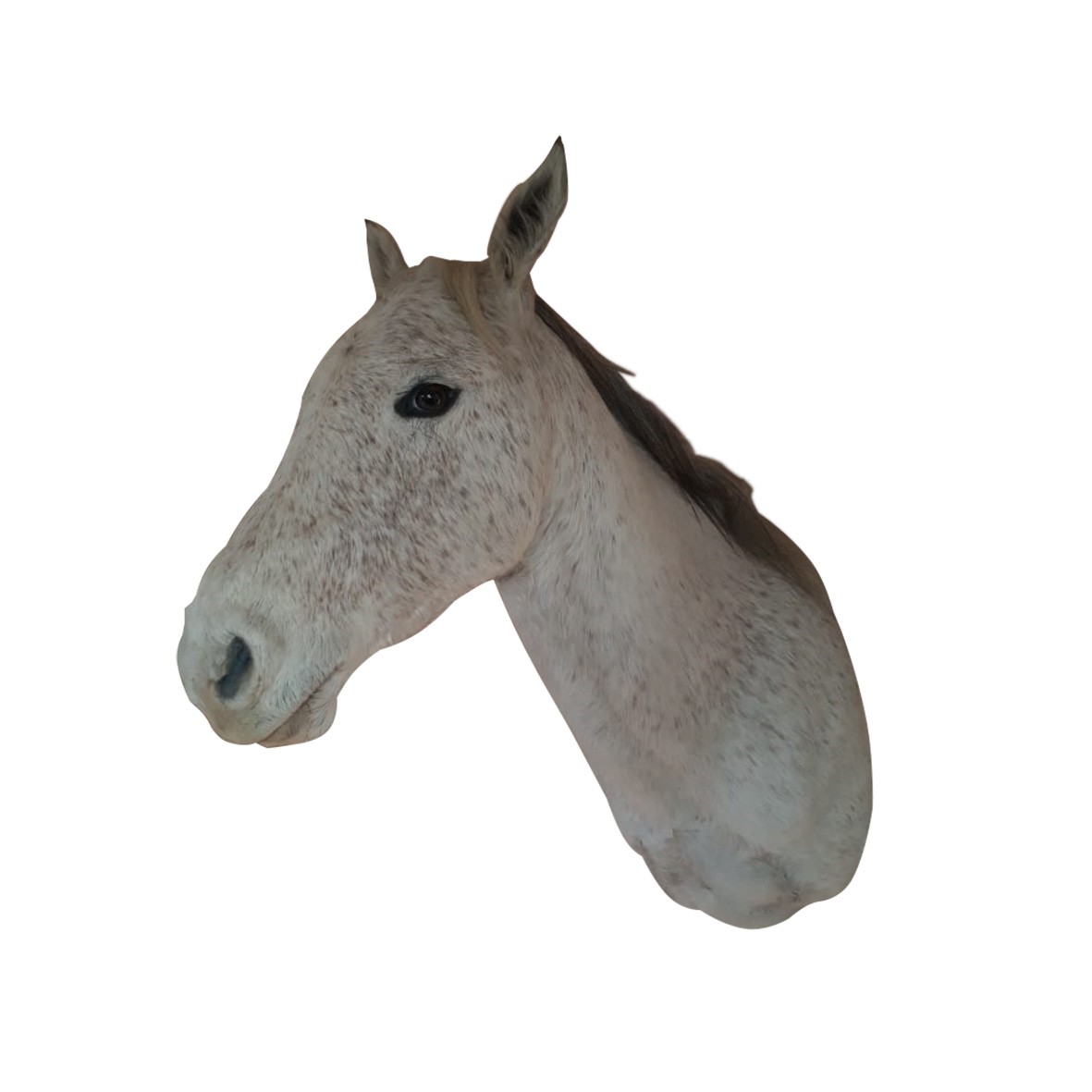 WHITE HORSE SHOULDER MOUNT