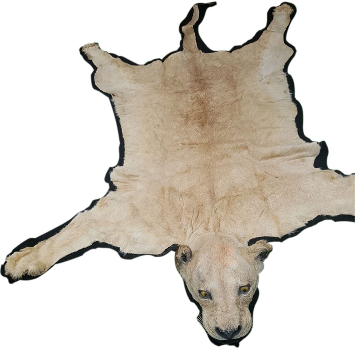 White Lion Rug Mount - S - Image 2