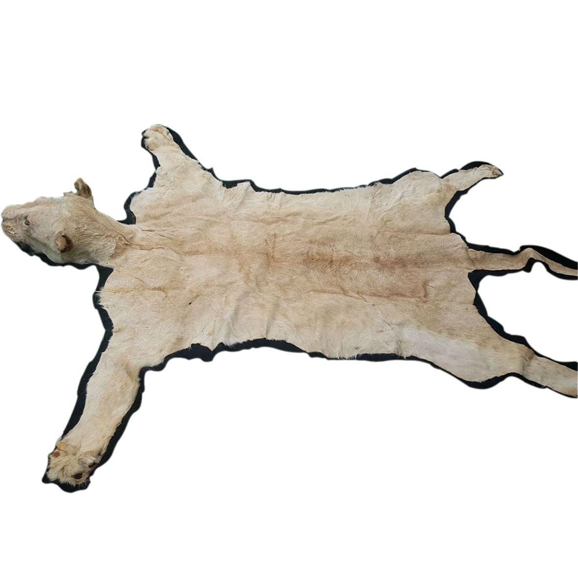 White Lion Rug Mount - S - Image 3