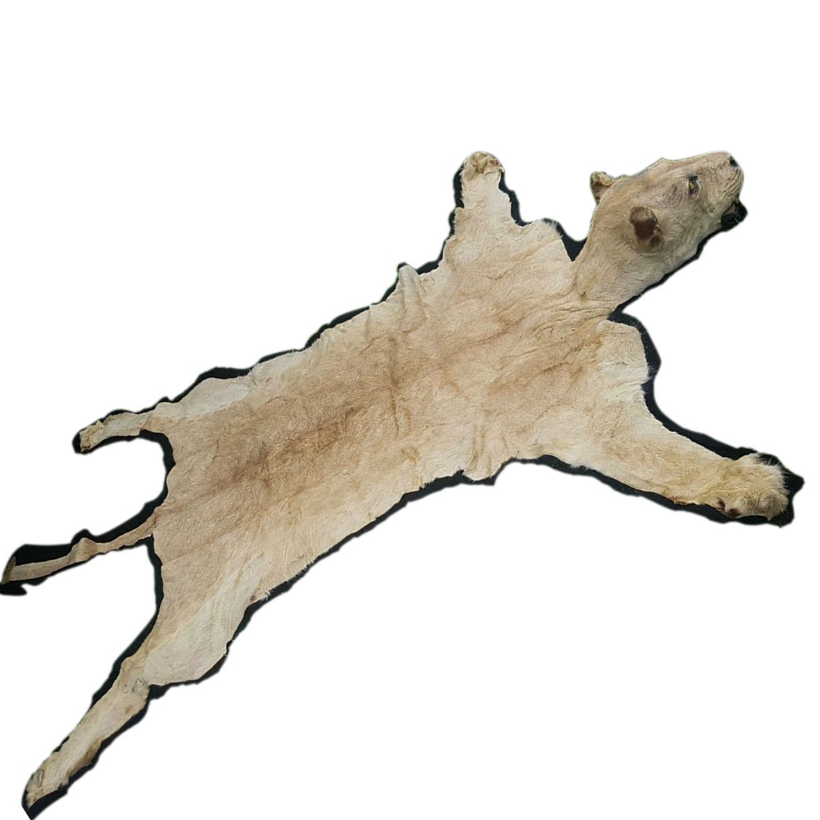 White Lion Rug Mount - S - Image 4