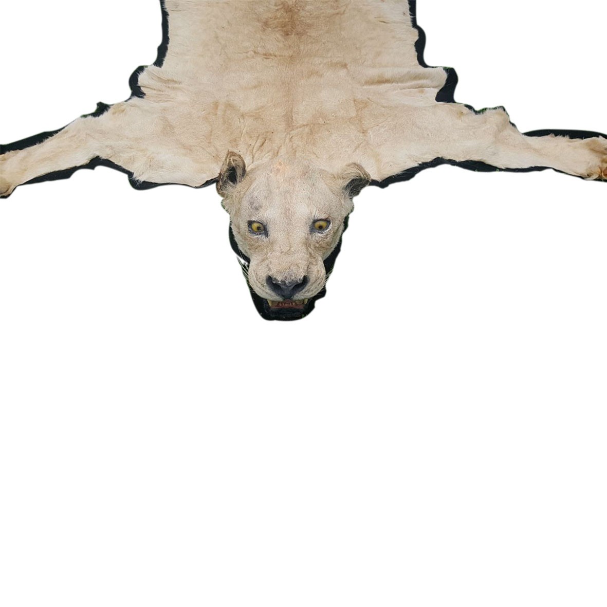 White Lion Rug Mount - S - Image 5