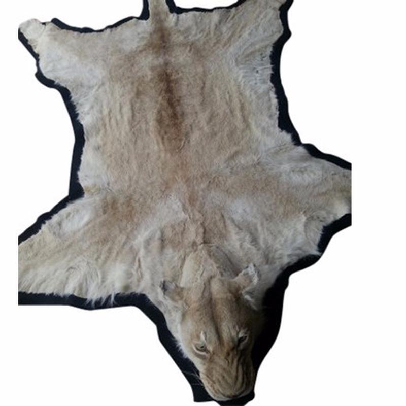 White Lion Rug Mount - S