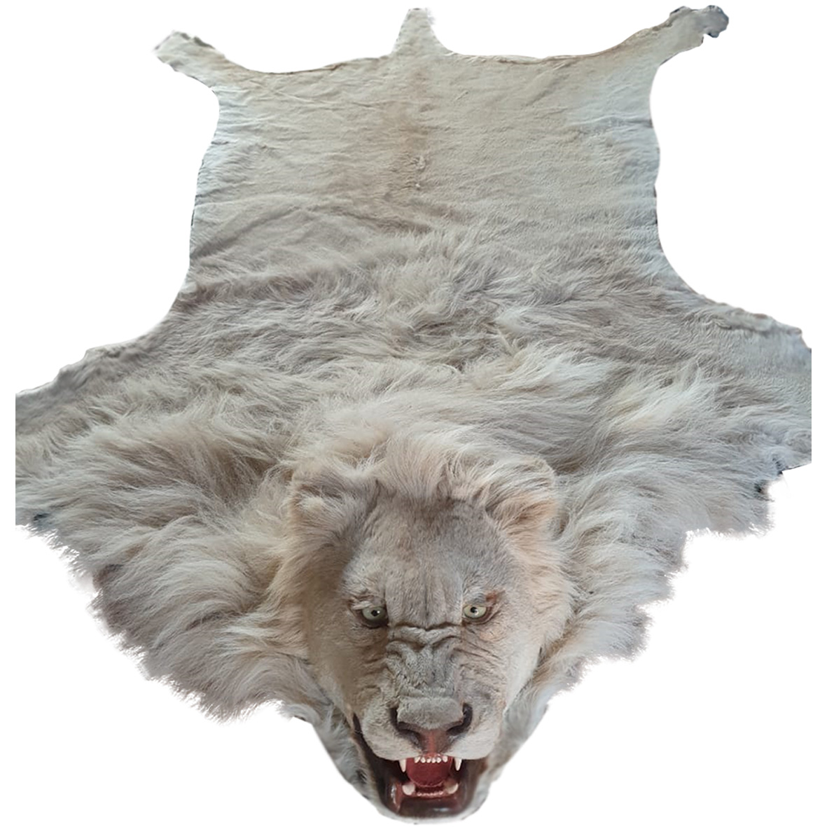 WHITE LION RUG MOUNT WLR02 - Image 2