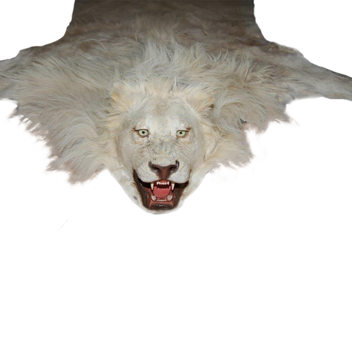 WHITE LION RUG MOUNT WLR02 - Image 4
