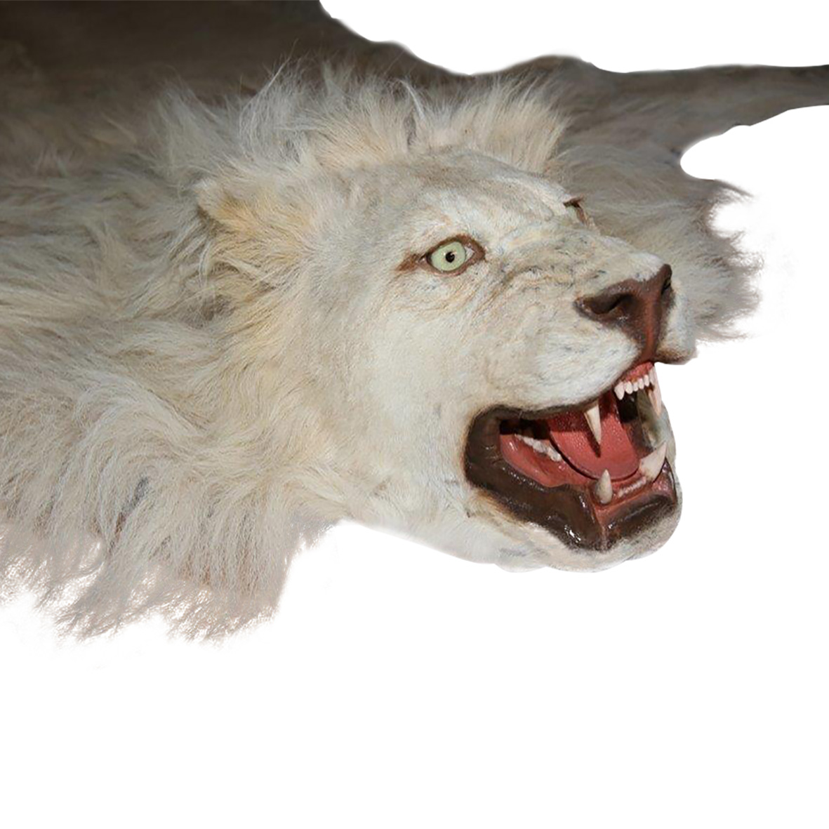 WHITE LION RUG MOUNT WLR02 - Image 5