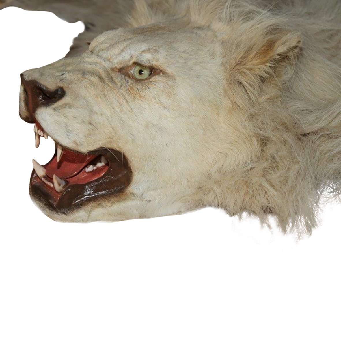 WHITE LION RUG MOUNT WLR02 - Image 6