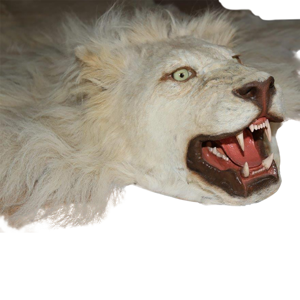WHITE LION RUG MOUNT WLR02 - Image 7