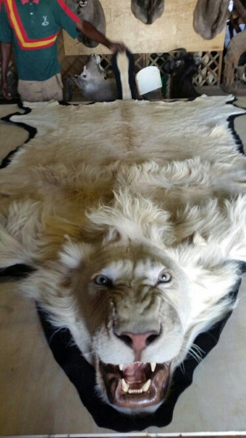 White Lion Rug Mount WLR1 - Image 2