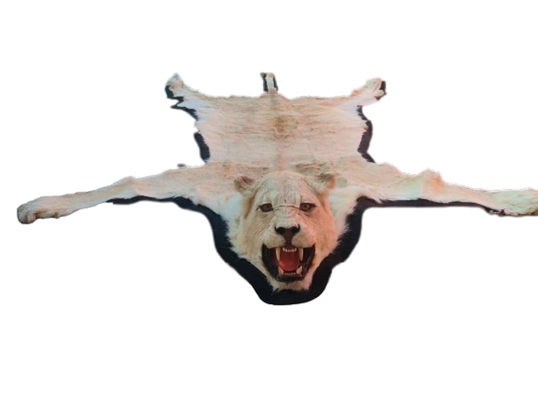 White Lioness Rug Mount - Image 2
