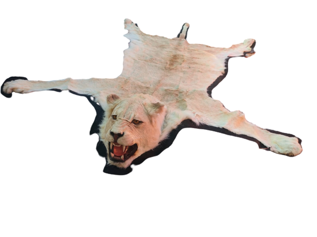 White Lioness Rug Mount