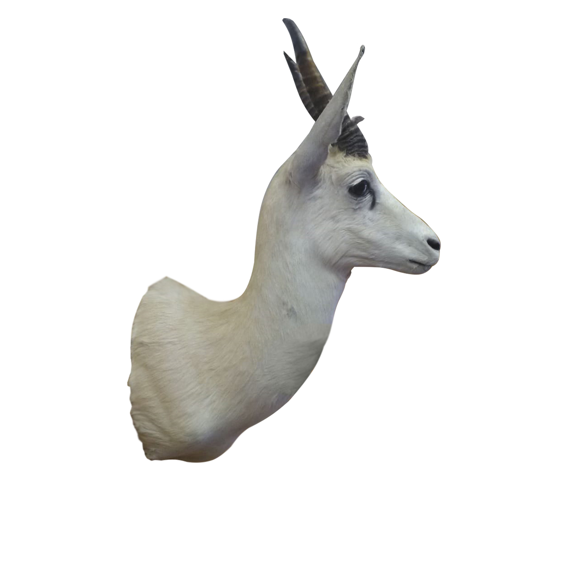 WHITE SPRINGBOK SHOULDER MOUNT WSSM15 - Image 3