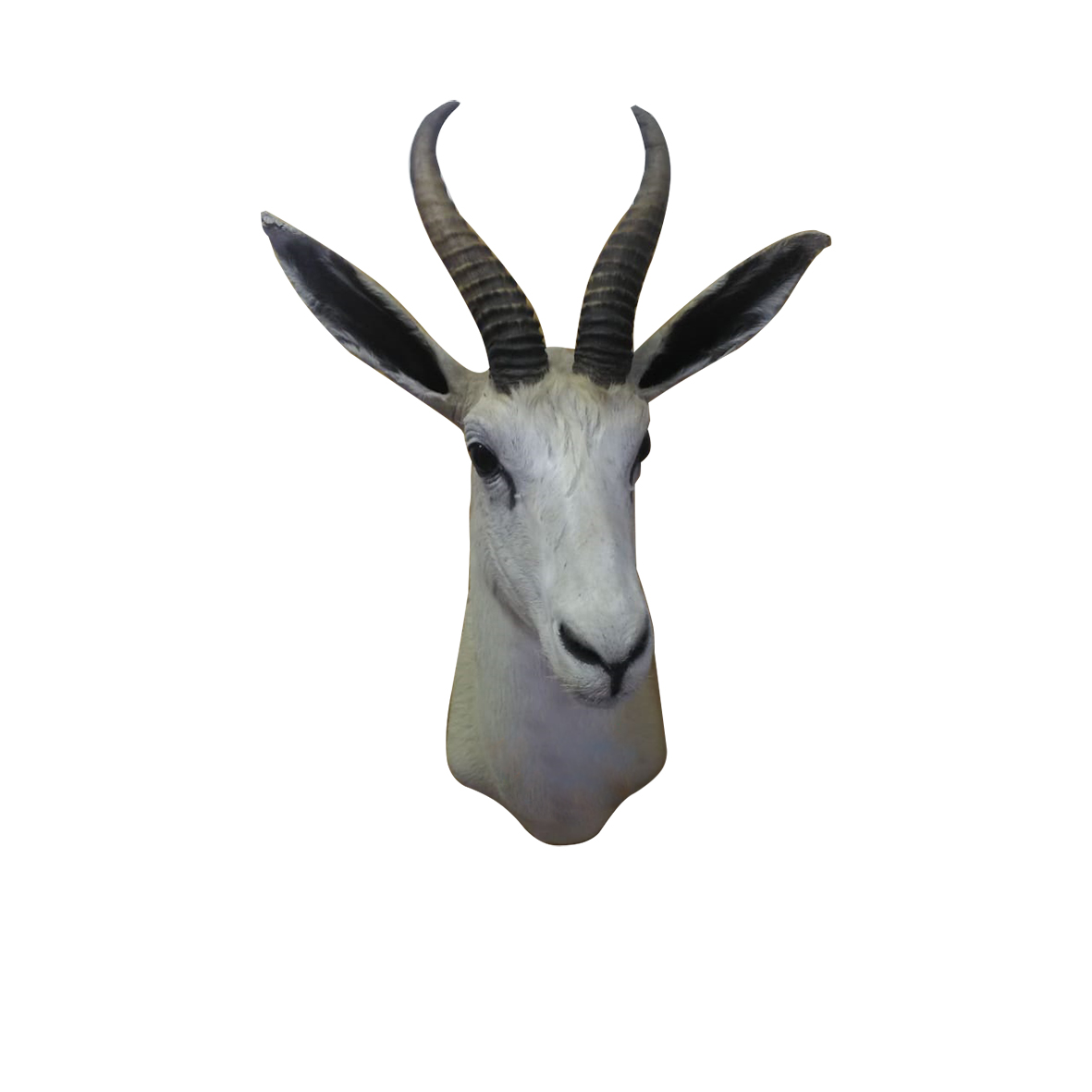WHITE SPRINGBOK SHOULDER MOUNT WSSM15