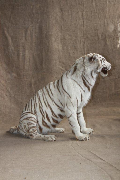 White Tiger Full Mount - WTFM1 - Image 2