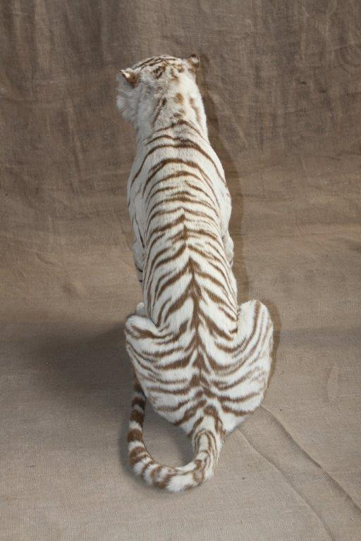 White Tiger Full Mount - WTFM1 - Image 3