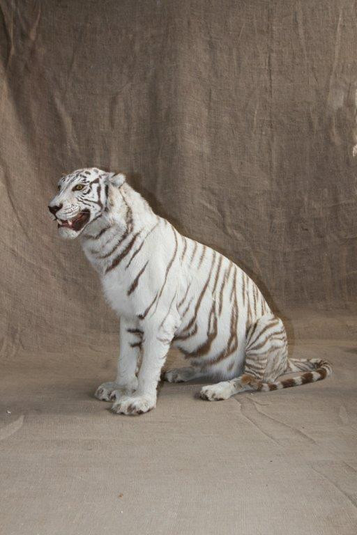 White Tiger Full Mount - WTFM1 - Image 4