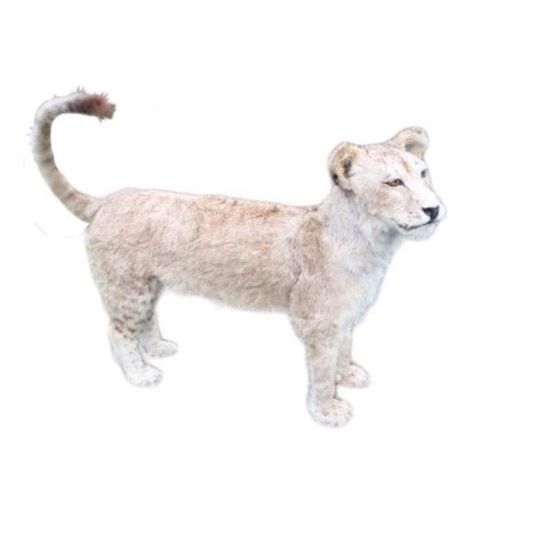 White Young Lioness Full Mount - WLFM01 - Image 2