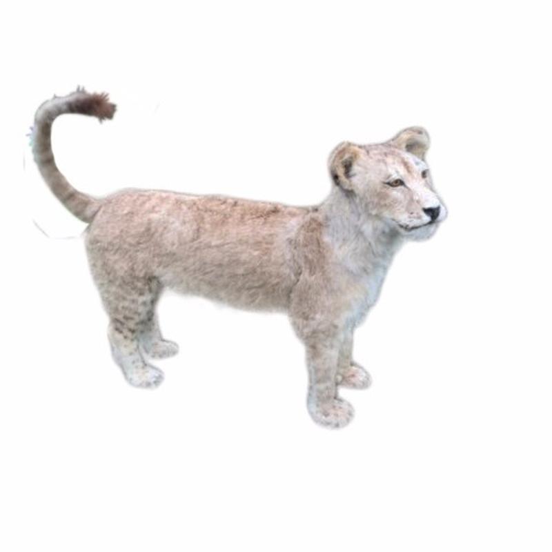 White Young Lioness Full Mount - WLFM01 - Image 3