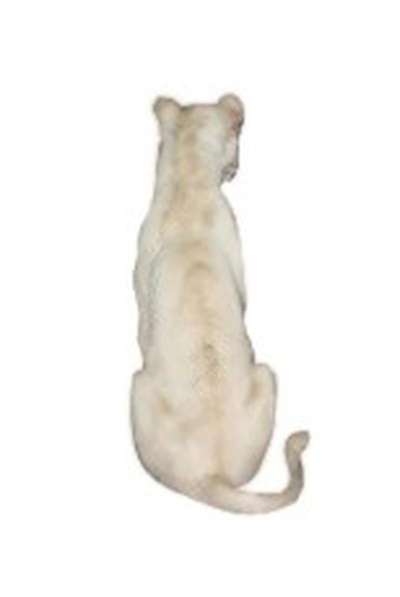 White Young Lioness Full Mount - WLFM01 - Image 4