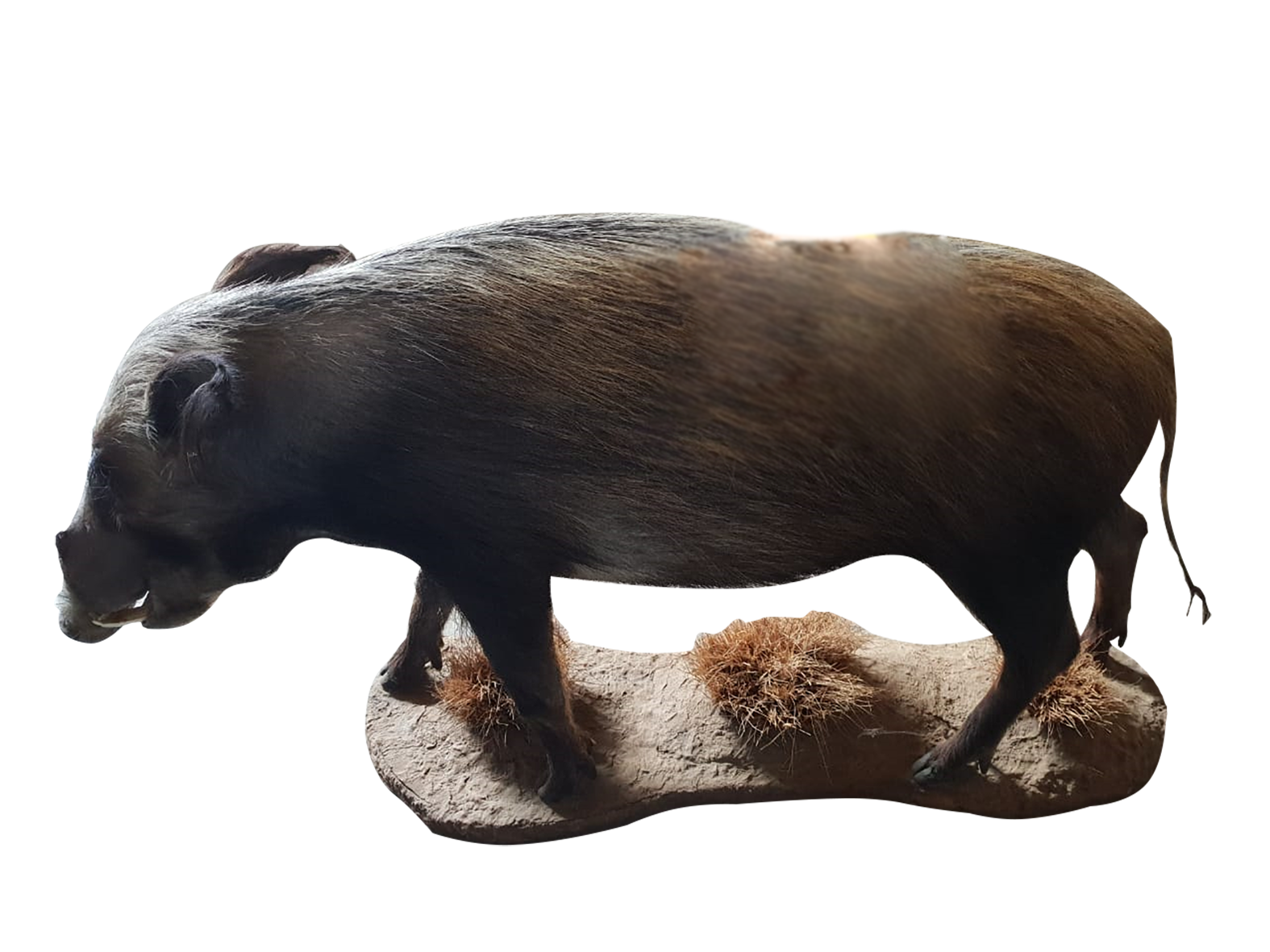 Wild Boar Full Mount - Image 2