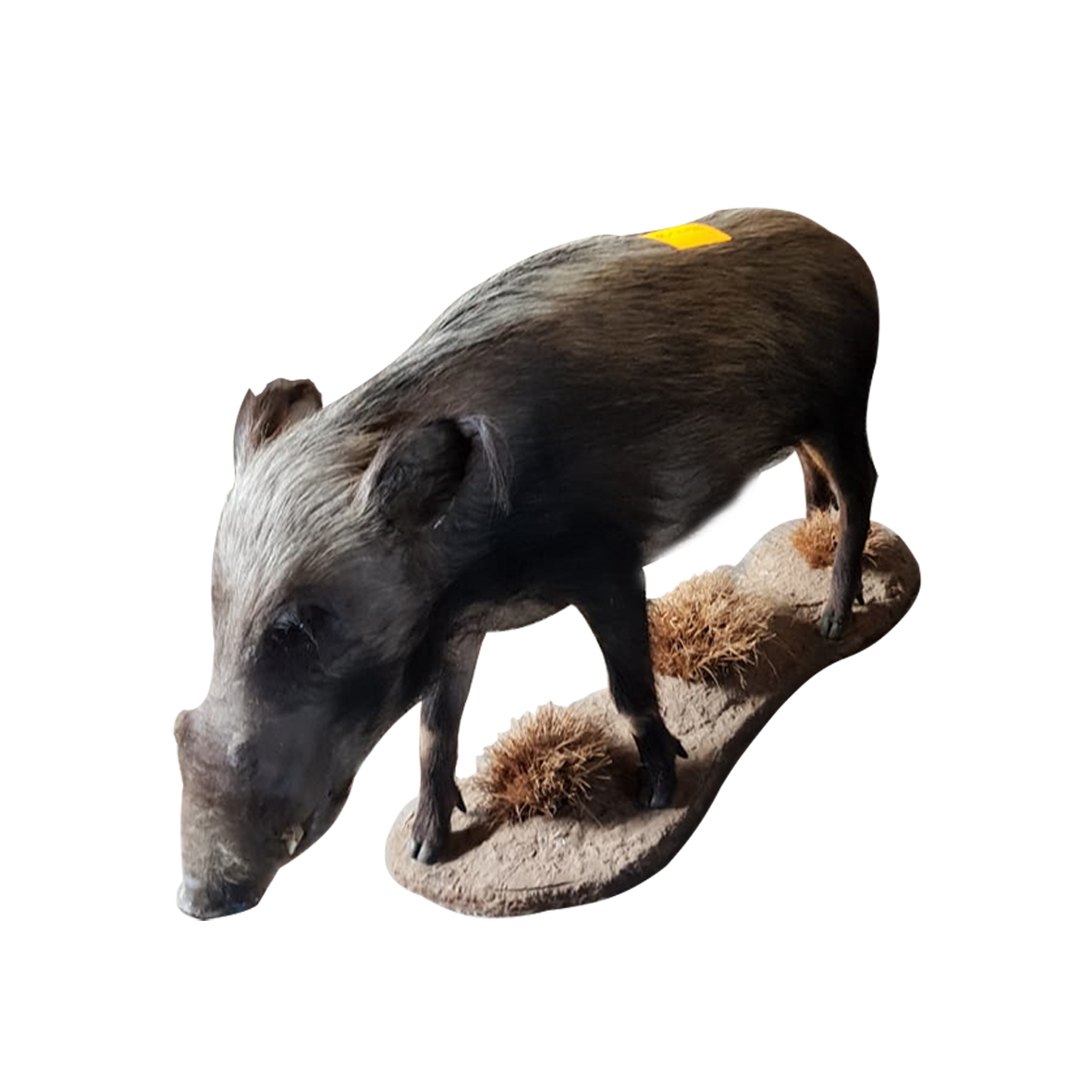 Wild Boar Full Mount - Image 4