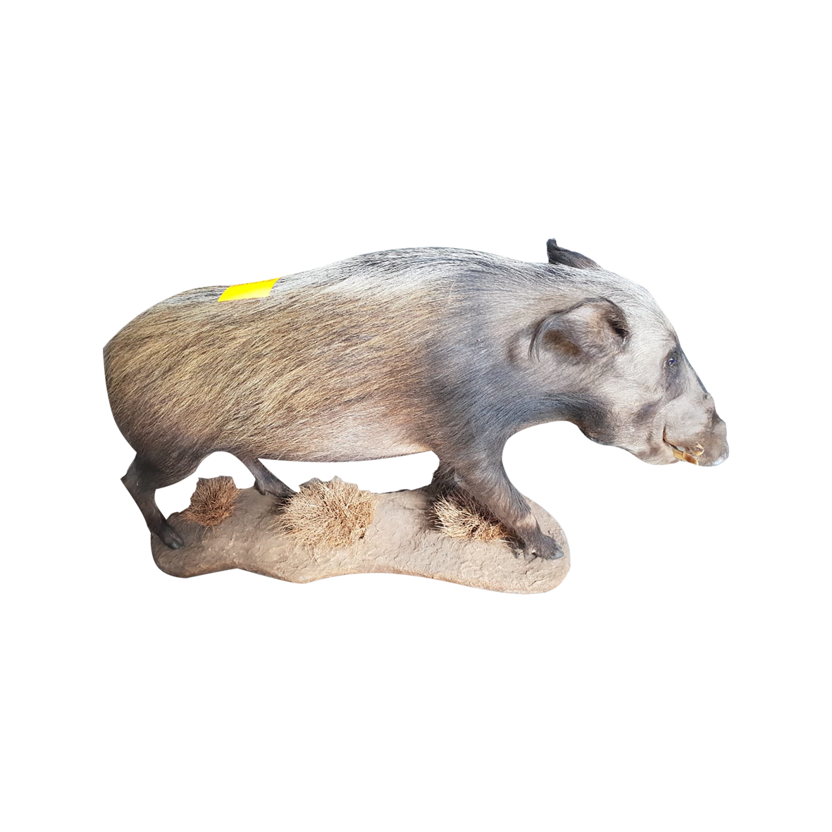 Wild Boar Full Mount