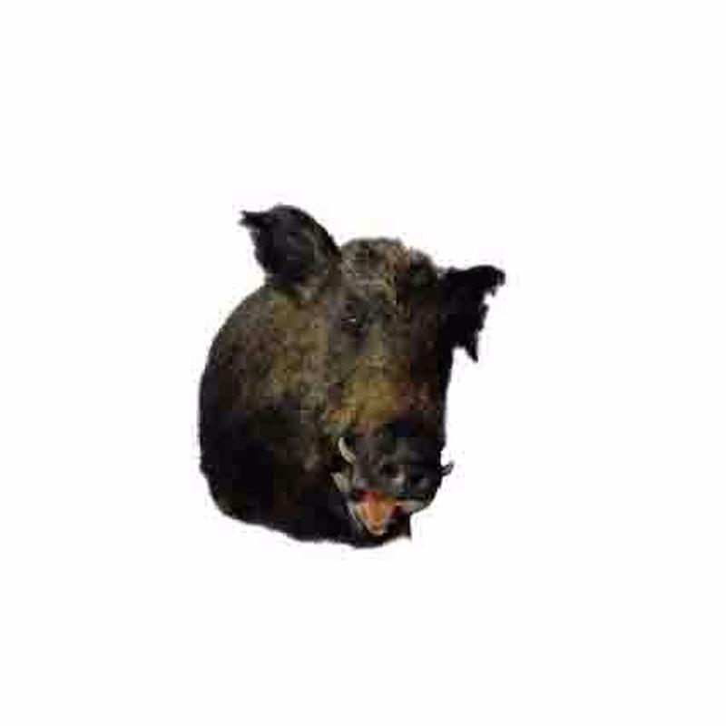 Wild Boar Shoulder Mount WB01
