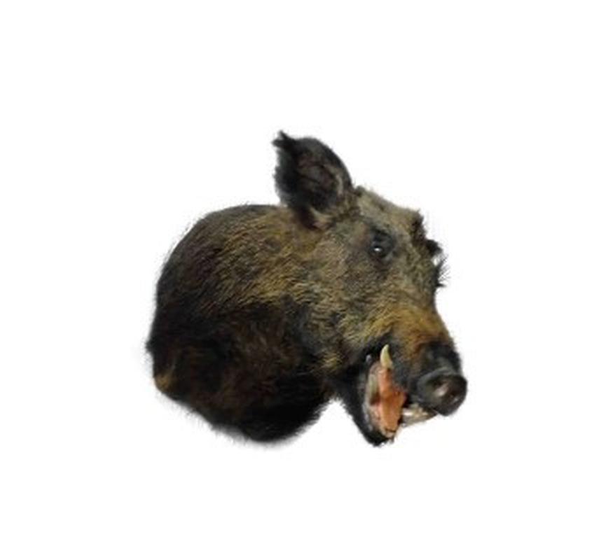 Wild Boar WB02 - Image 2