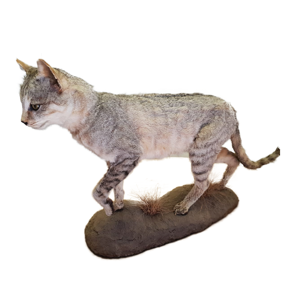 Wild Cat Full Mount - Image 2