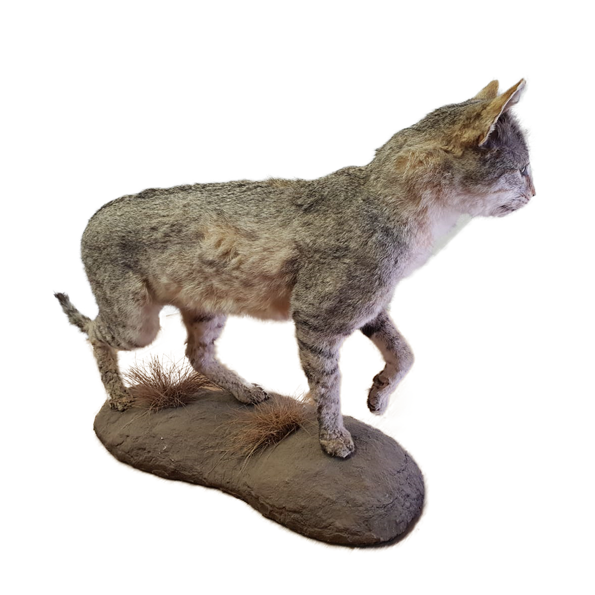 Wild Cat Full Mount - Image 3