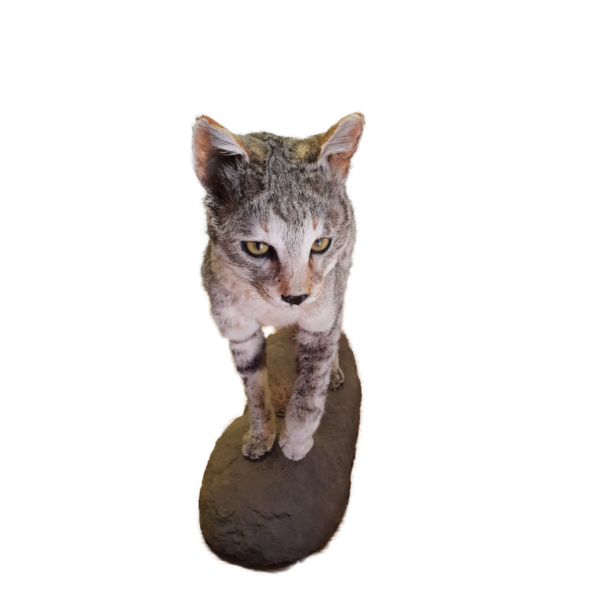 Wild Cat Full Mount - Image 4
